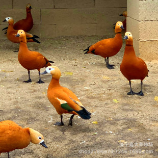 �^�p�����Z���۸��N�^�p�������� �����Z�Bֳ�� ��������Z���w