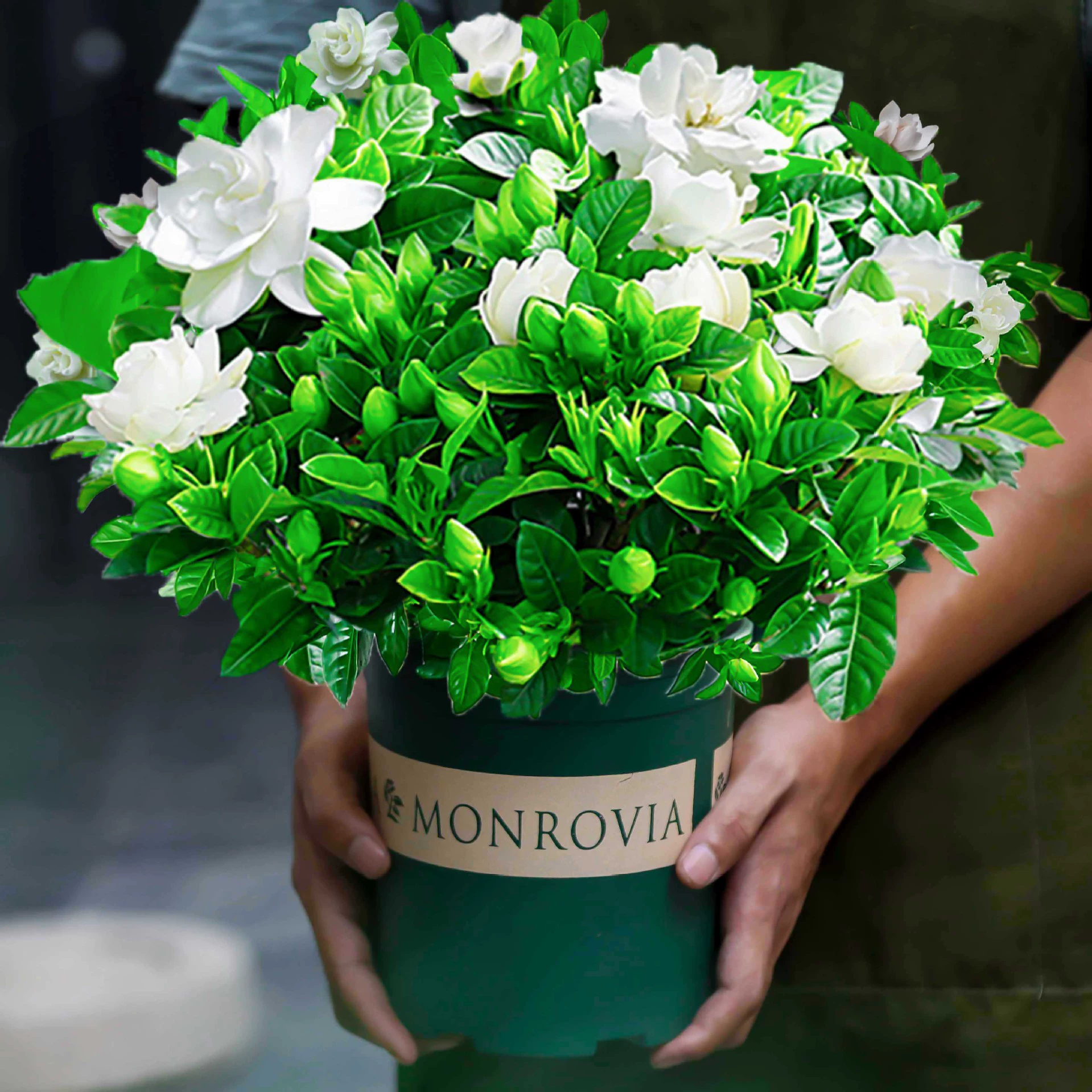 Цветочное растение Gardenia в горшке для дома с цветочными бутонами, ветками, цветами и зелеными растениями, ароматным балконом, цветет в любое время года и его легко содержать.