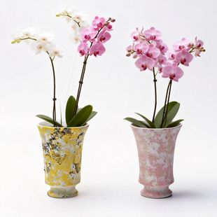 ���_�մɻ�������m�W�t�Gֲ�մɻ�ƿ�_�R�������k���һ����[��