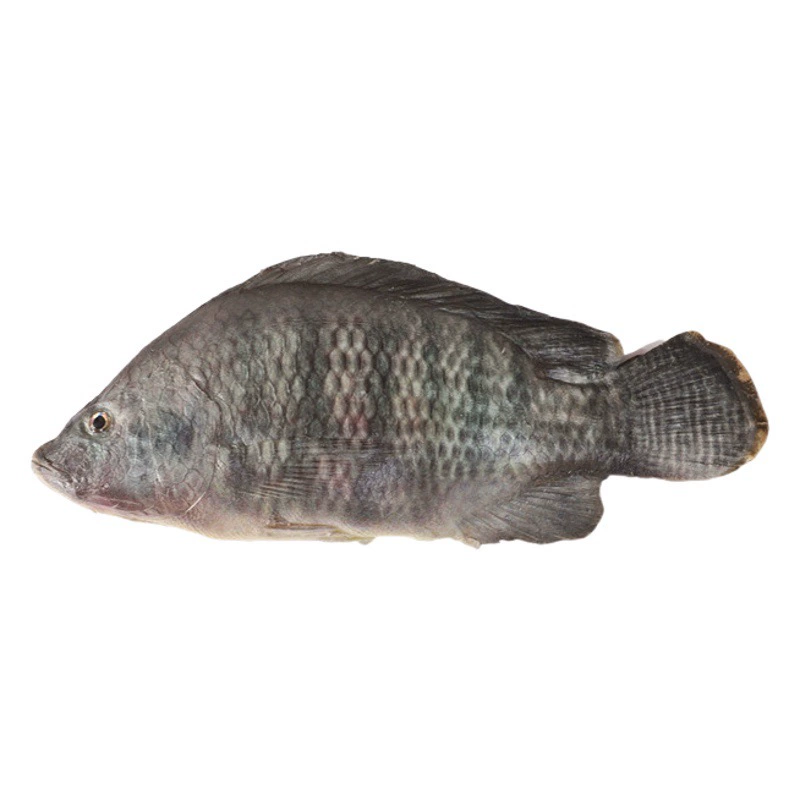 Имитационная модель образца рыбы Пресноводная рыба Высокая имитационная модель Рыбный Ресторан Образец Многослойная имитационная модель рыбы