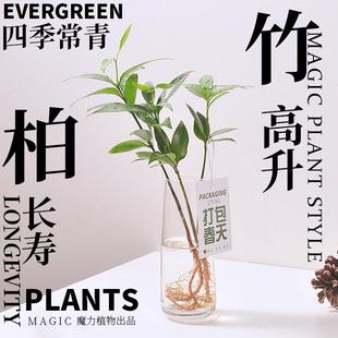 Bamboo and Cypress Hydroponic Mosquito Repellent Plant Soil-Free Indoor Transparent Glass Office Desk Easy to Maintain All Year Round Evergreen Green Plant Potted Plant
