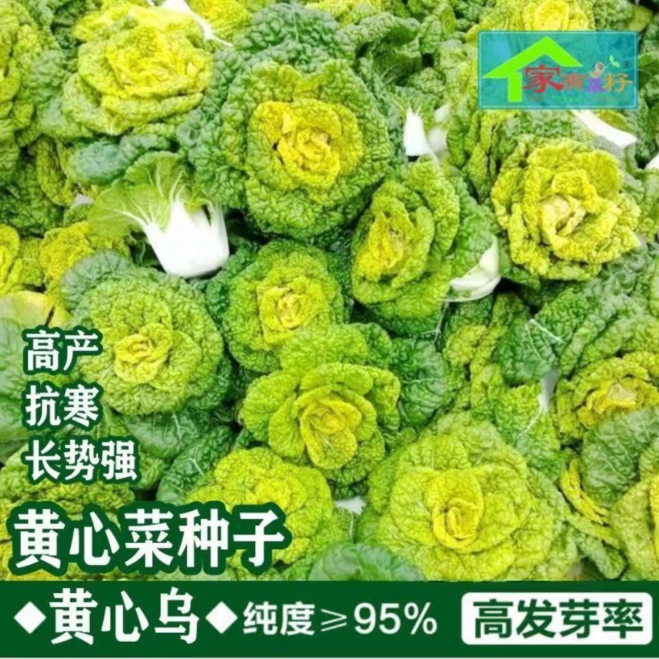 Creamy Yellow Heart Cabbage Seeds, Black Cabbage Seeds, Autumn and Winter Creamy Yellow Heart Cabbage Seeds