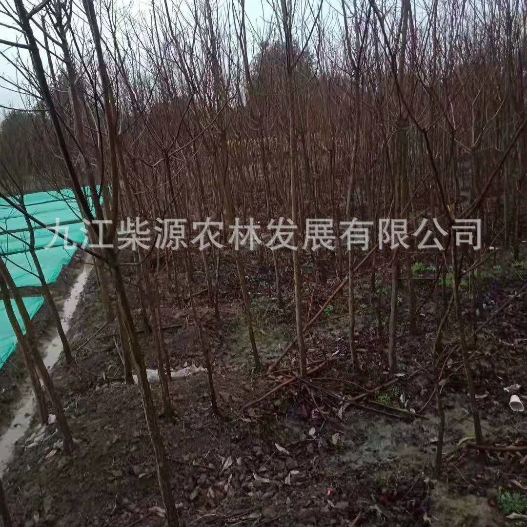 [Самостоятельное производство и продажа] Саженцы секвойи Sequoia 2cm Дерево секвойи 6cm Sequoia 30cm