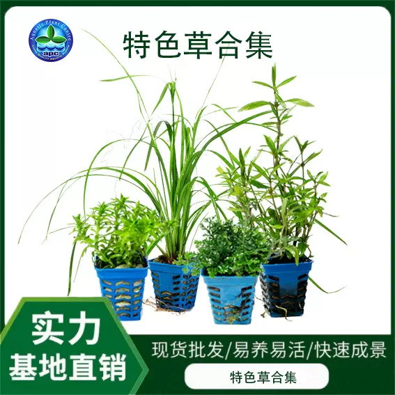 厂家供应前景鱼缸造景水草叉柱花红丝青叶水草合集造景植物特色草