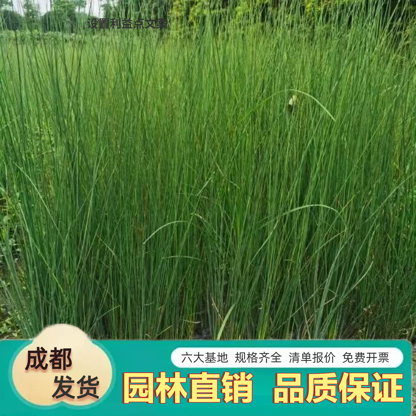 灯芯草苗盆栽龙须草植物草药中药材草席材料灯草浅水塘公园绿植