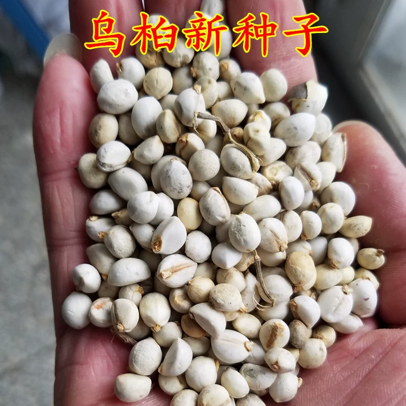 Оптом Новые Семена Сала Семена Лазаря Семена Горного Сала Семена Сала Сальные Деревья Семена Мутаруса Высокая Вхожесть