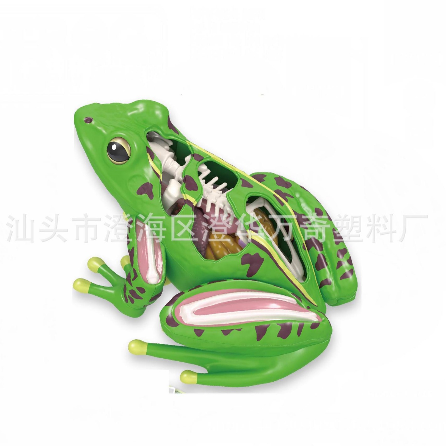 Children's Science Enlightenment Biological Organ Structure Puzzle Anatomy Bone Cognition Early Education Body Viscera Puzzle Toy