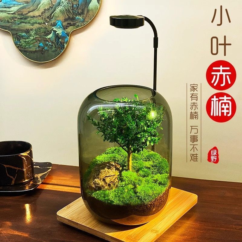 昇進デスクトップ苔マイクロ風景生態ボトル黒神話悟空鉢植えクリエイティブ装飾品オフィス植物|undefined
