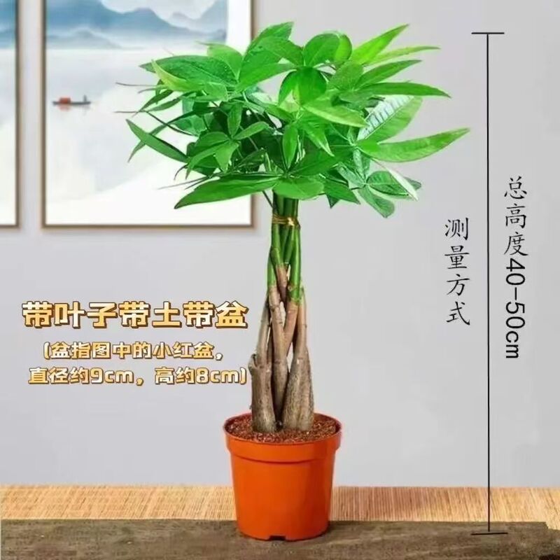 Large Fortune Tree Indoor and Outdoor Flower Bonsai Plant Potted Fortune Tree Money Tree Seedling Living Room Fortune Green Plant Large Fortune Tree Indoor and Outdoor Flower Bonsai Plant Potted Fortune Tree Money Tree Seedling Living Room Fortune Green Plant