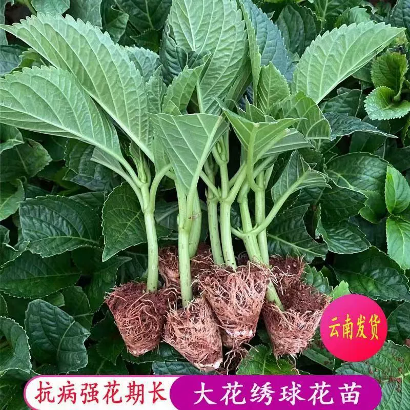 Саженцы гортензии из Юньнани цветут в любое время года, морозостойкие цветы в горшках и зеленые растения на балконе, бесконечное лето, саженцы гортензии.