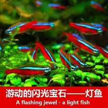【10条包邮】宝莲灯小型热带鱼观赏鱼活体群游草缸鱼灯科鱼包邮