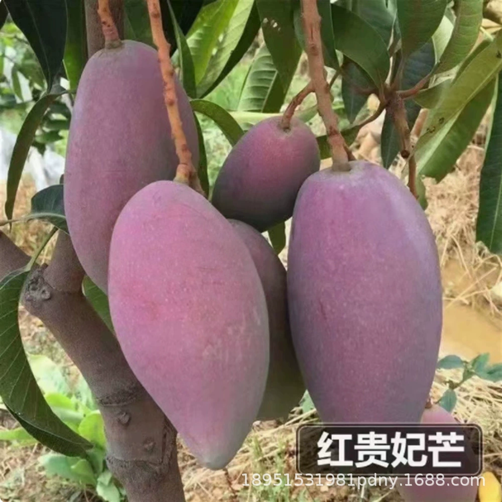 Сычуань Паньчихуа Кейт Рассада манго Аутентичные прививки Рассада манго Биг Мак Кейт Манго Рассада в горшке