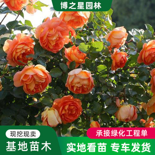 �W��С�����l ͥԺ�^�p�W�»������Թ��̾G����ľ�ر����¼���