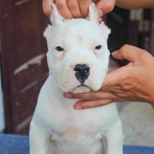 双血统杜高幼犬活体纯种杜高猎犬猛犬护卫犬大型犬野猪克星猎狗