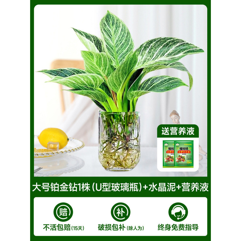 고급 대형 백금 다이아몬드(U자형 유리병) 1개 + 크리스탈 머드 + 영양액 2개