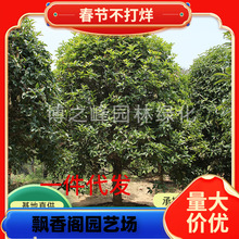 һ�����l�𻨘���ͥԺ�e�������ͻ���ֲ���𵤹������ļ�ֲ��G