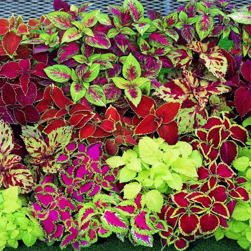 Potted flower seed hanging color bag flower seed color leaf seeds…