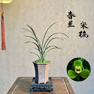 ���m�ϰ˷N��÷�҃��m���玧������Gֲ���Ժ��B�׻�