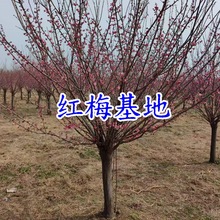 �t÷������5-12���ֹ���t÷������÷��÷�������~�t÷������÷