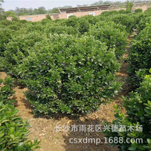 批发大叶黄杨球 湖南四季常青黄杨小苗 园林绿化苗木 规格齐全