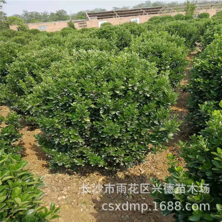 Оптовые продажи больших листовых шаров из самшита, саженцы вечнозеленого самшита из Хунани, ландшафтные саженцы, полная спецификация