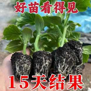 �S����ˮ���S������������޽��S���������̨�S�������߲˼��N��