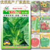 Moss No. 1 Vegetable Seeds 8 grams of fruit type can be fresh, crispy, delicious salad vegetables, vegetable seeds wholesale