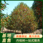 浦城丹桂地径22公分半球形红花桂花树风景树 丹桂苗基地直售批发