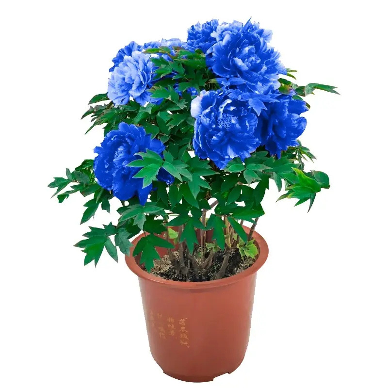 牡丹花苗盆地栽大苗正宗洛阳菏泽带花苞芍药花种鲜花重瓣花卉树苗