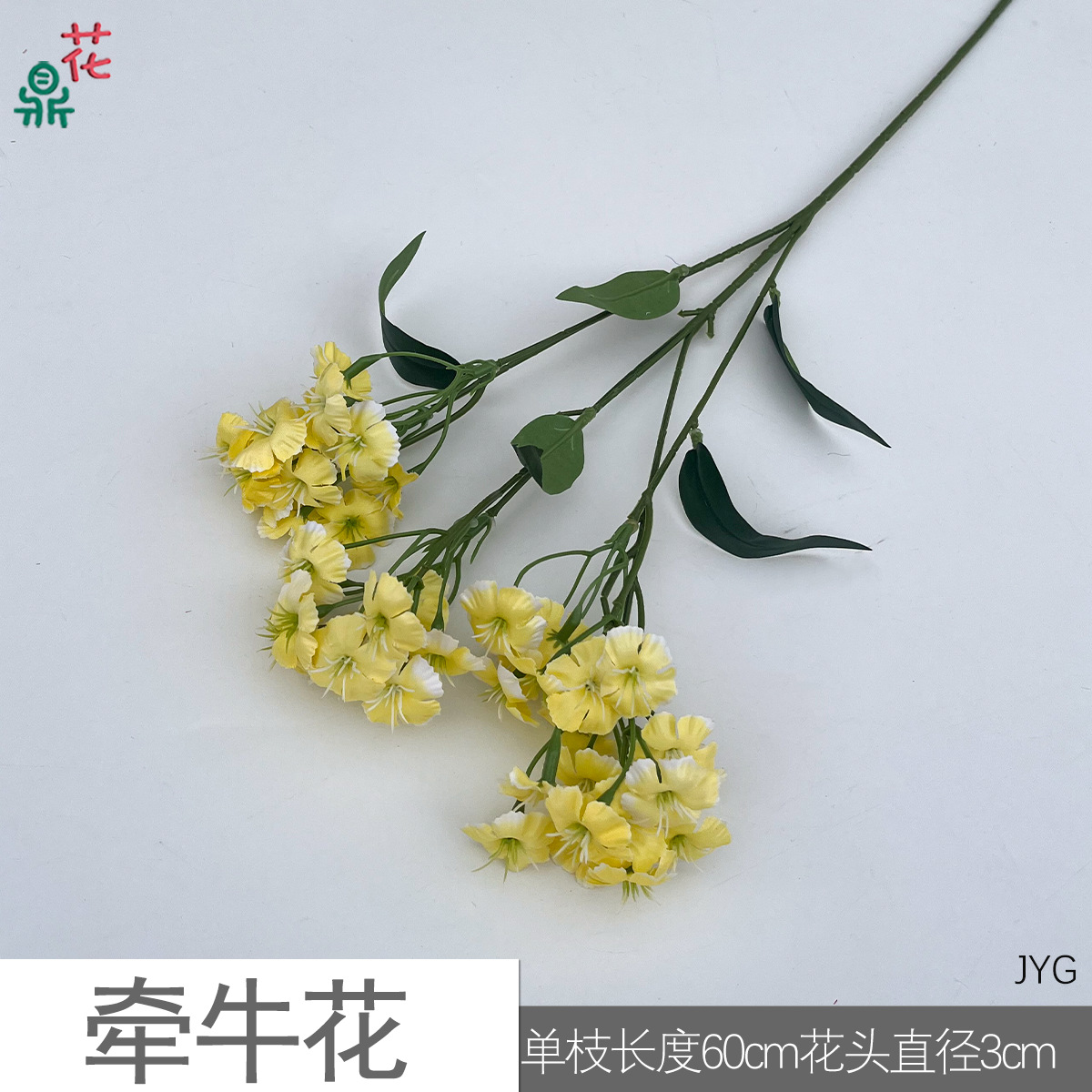 나팔꽃 JYG 노란색