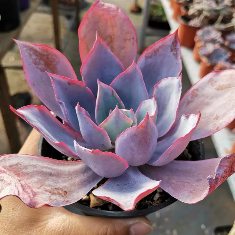 Суккулентные растения, Танец трех фей заката, дворец Гуанхань, Закат, простые в уходе, большие суккулентные зеленые растения в горшках в хорошем состоянии.