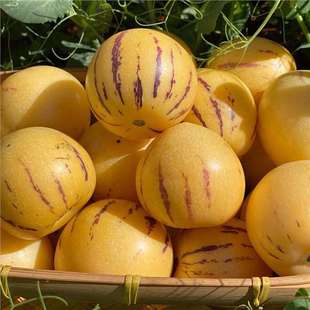 �˅����N�����������Ĺ����̨�Nֲ���������Ϸ������ļ�ʳ��ˮ��