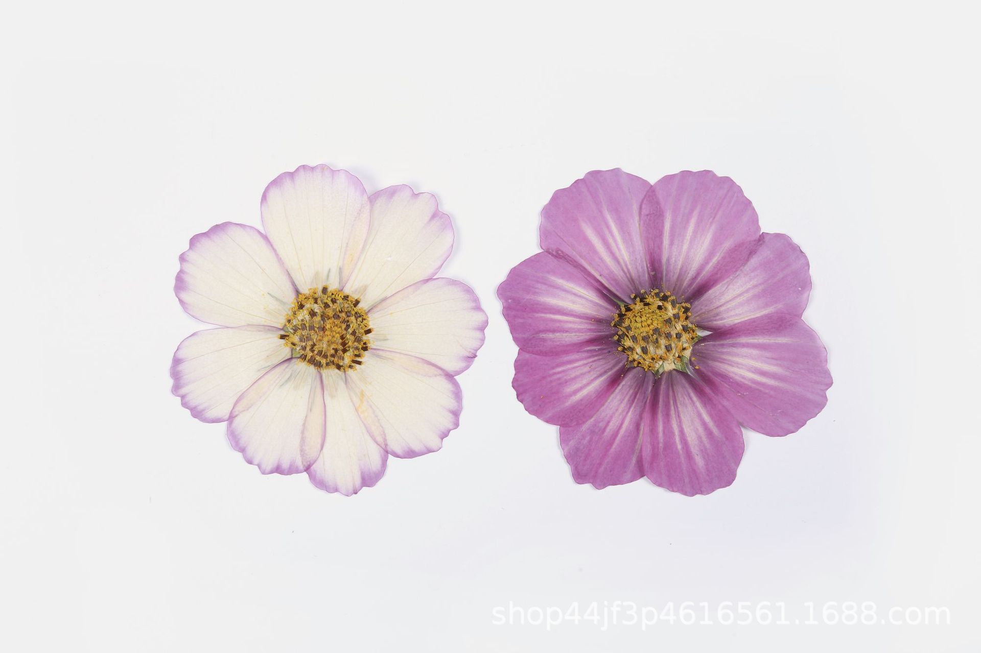 波斯菊