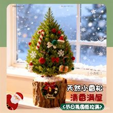 ʥ����С��������������ֲ��������ڼ�ʥ����װ��С����������ֲ