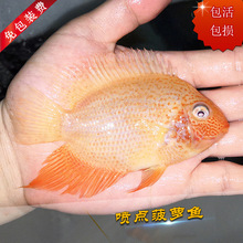 喷点菠萝金菠萝鱼混养中型热带鱼观赏鱼鱼苗淡水鱼活体宠物鱼包邮