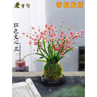 香水文心兰花苗现带花苞梦香浓香年宵花卉苔藓球懒人盆栽植物