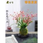 文心植物浓香盆栽花卉