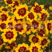 蛇目菊种子四季易种活的阳台盆栽绿植天山雪菊两色金鸡菊花籽花海