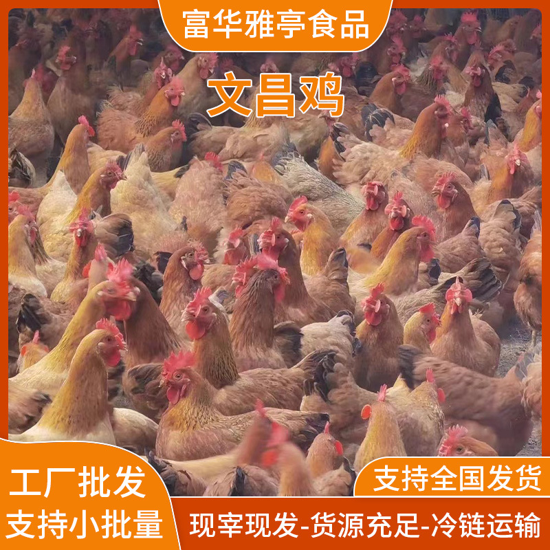 现杀新鲜文昌鸡整只冰鲜发货文昌鸡农家散养肉质新鲜嫩滑食品批发