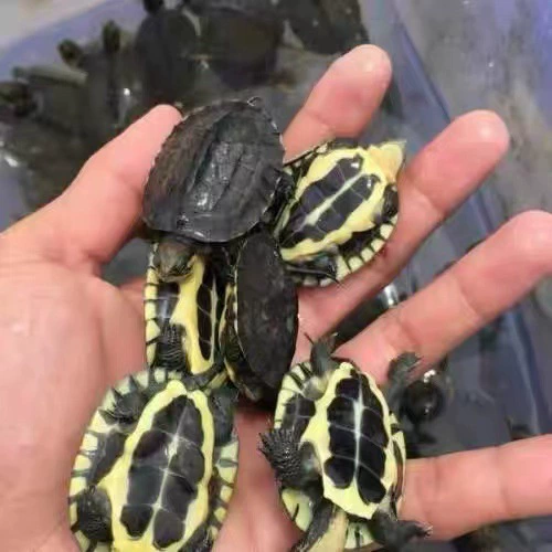 Черепаха Домашняя черепаха Наблюдение за южной каменной черепахой