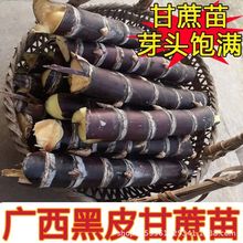 �V����Ƥ������N���SƤ�N�Ӹ߮a��3��5ѿ������Ƥ������������