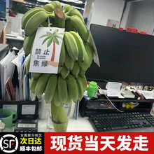 ��ֹ���]�k��������ˮ���㽶ˮ���Gֲ��ʳ��һ���ꎧ�U�V��С�׽�