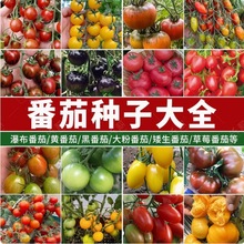 代发草莓番茄种子绿番茄东北铁皮柿子种籽阳台大田春秋多季种植