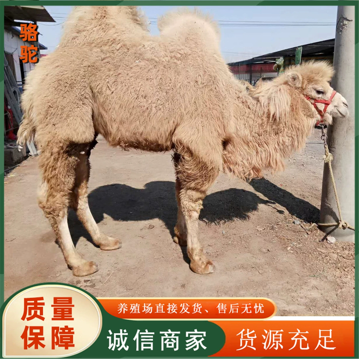 Продаются живые домашние верблюды, живые верблюды для живописных мест, верблюды с двумя горбами для верховой езды.
