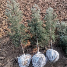 al { ؃݃r  ~^~ֲ Ч@