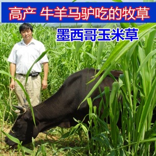 Fish Grass Seed Price Four Seasons Fish Grass Seed Cattle and Sheep Grass One-Year Perennial Ryegrass Mexican Corn Grass Pasture
