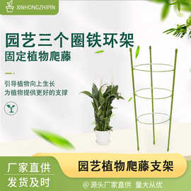 植物爬藤架固定支架铁线月季攀爬架圆形包塑园艺用品三圈铁环架