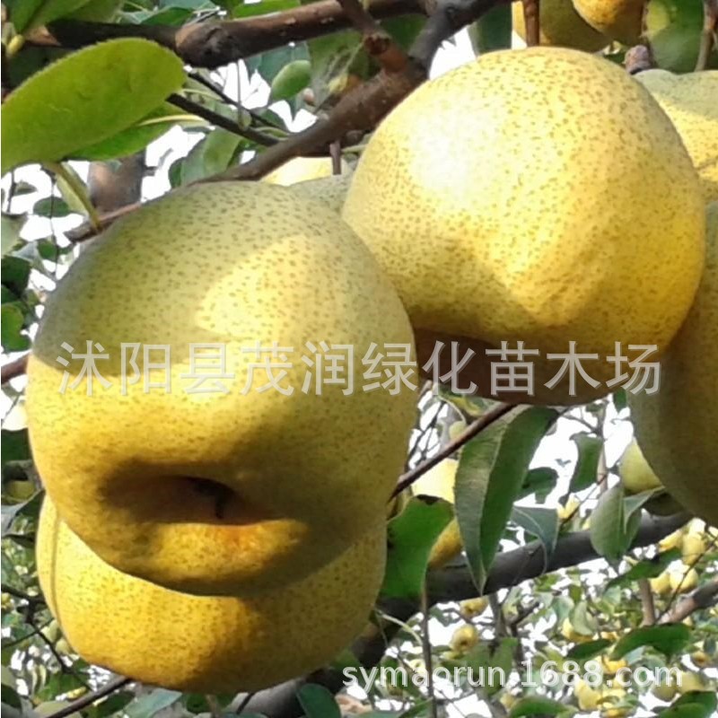 批发销售 庭院绿化果树苗木 梨树苗子梨苗3年生嫁接苗