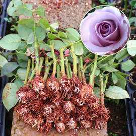 基地直供海洋之歌玫瑰种苗庭院阳台种植花苗室内外盆栽花卉批发