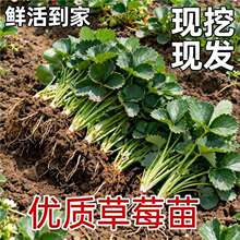 【2026新品种】优质现挖大果草莓苗红颜奶油阳台盆栽地载草莓秧苗